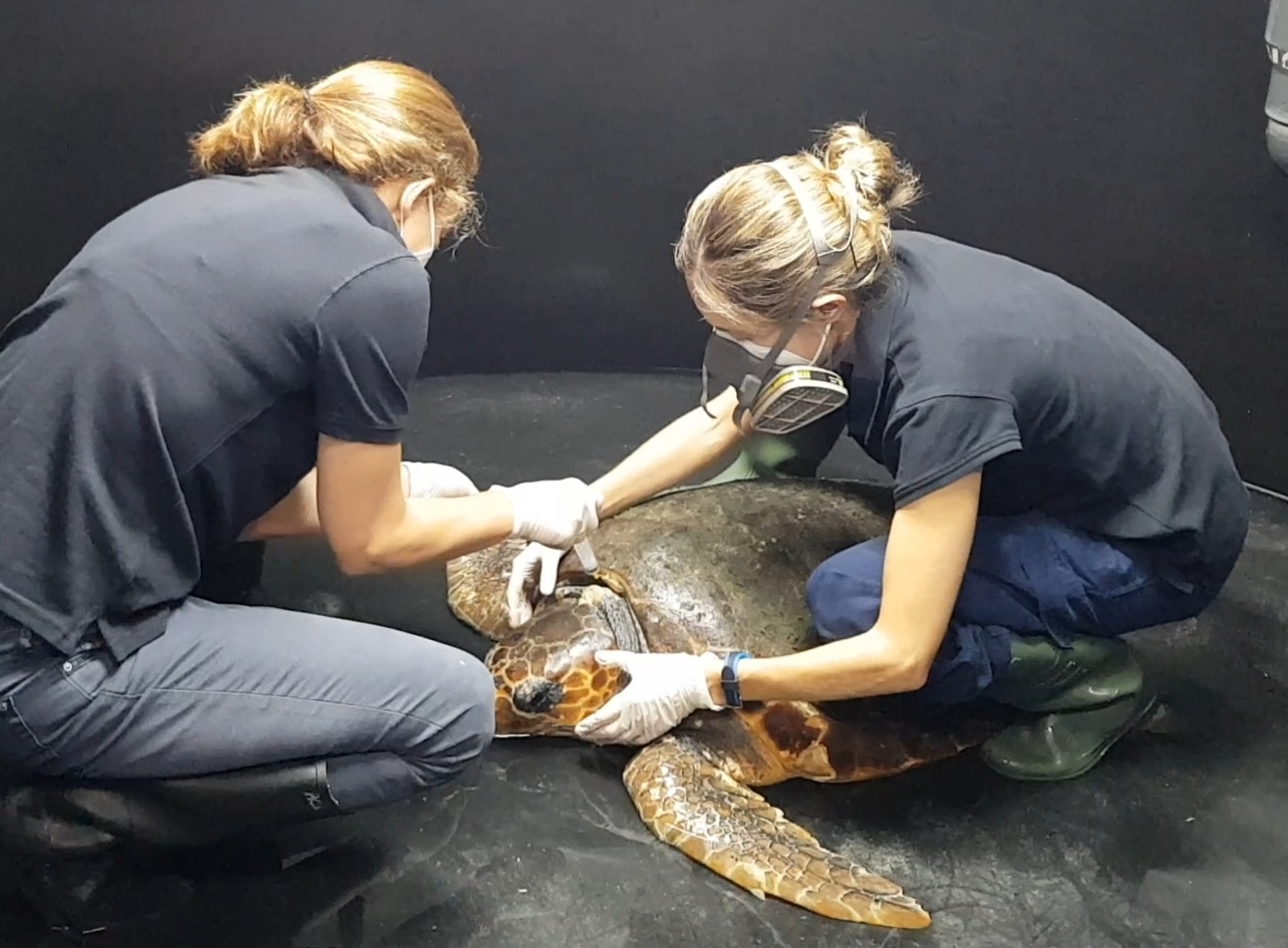 Lee más sobre el artículo La tortuga boba recogida en aguas gijonesas se recupera favorablemente